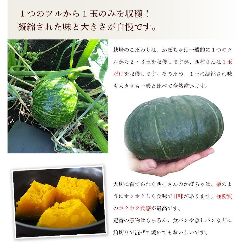 農薬化学肥料不使用・鹿児島県産かぼちゃ（コフキ、他）10kg【限定 