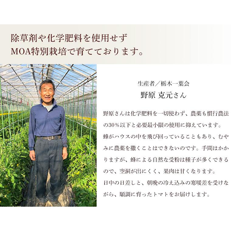 産地直送　新鮮トマト（ファーストトマト）２ｋｇ【送料無料、無化学肥料・農薬7割減の特別栽培　栃木県産】 |  | 03
