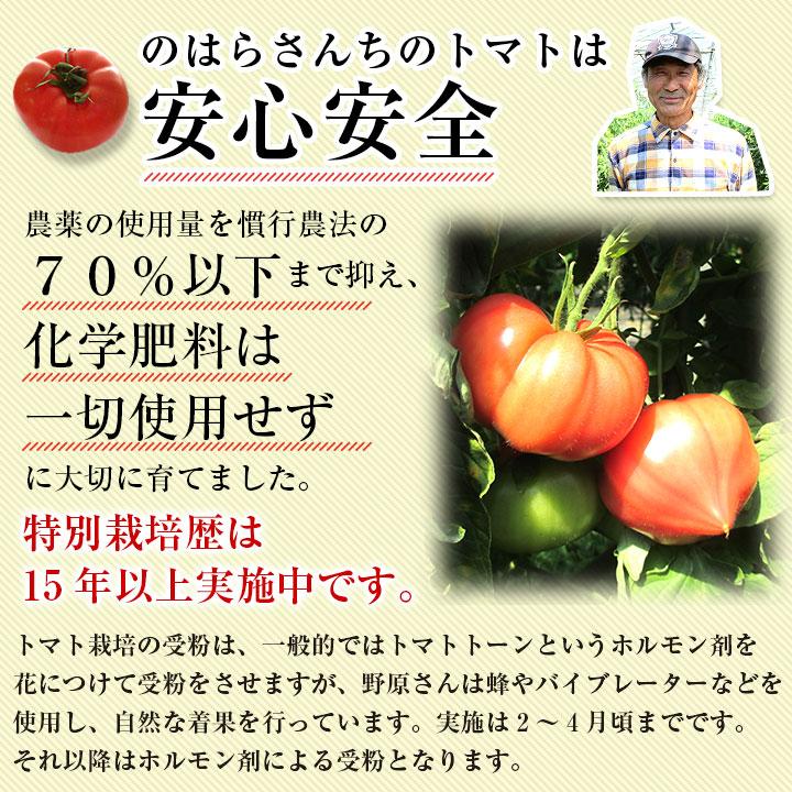 産地直送　新鮮トマト（ファーストトマト）４ｋｇ【送料無料】無化学肥料・農薬7割減の特別栽培　栃木県産 |  | 13