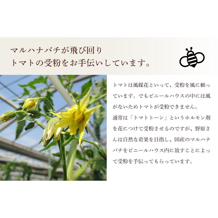 栃木県産トマト（レディファースト）６ｋｇ【送料無料、無化学肥料・農薬7割減の特別栽培】 |  | 04