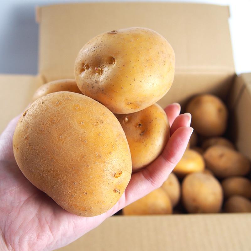 有機じゃがいも・長崎県産オーガニック新じゃがいも１０ｋｇ 長崎黄金【送料無料】有機JAS認証 | オーガニック | 05