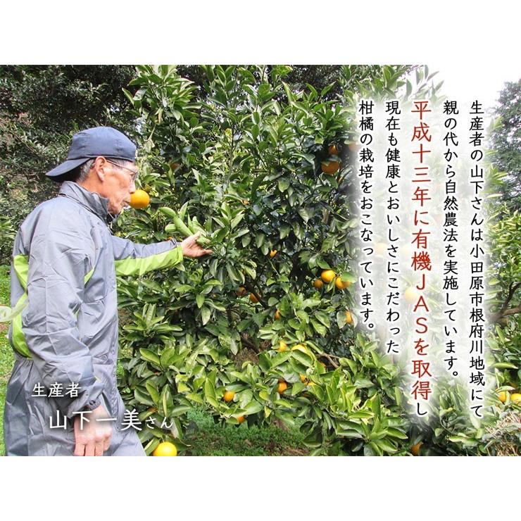 有機レモン３ｋｇ・神奈川県小田原産有機栽培（有機ＪＡＳ）秀品【送料無料】 | オーガニック | 01