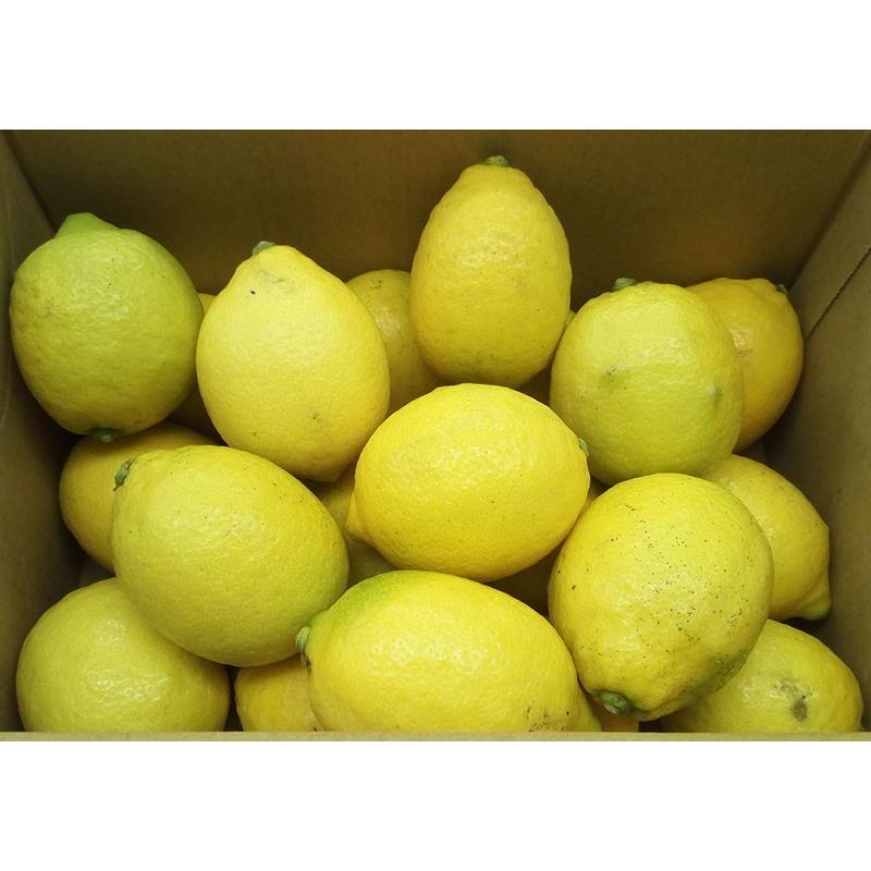 有機レモン５ｋｇ・神奈川県小田原産有機栽培（有機ＪＡＳ）秀品【送料無料】 | オーガニック | 04