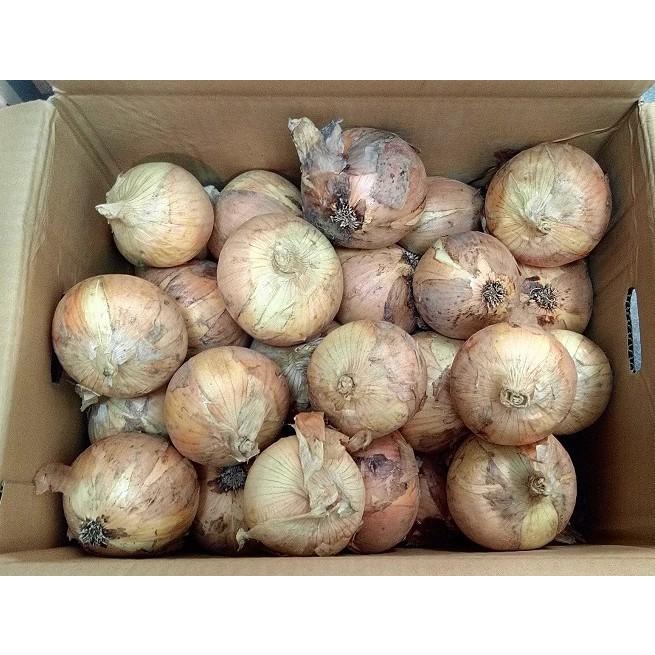 有機玉ねぎ５ｋｇ・埼玉県産新たまねぎ・有機栽培（有機ＪＡＳ）Ｍサイズ以上【送料無料】オーガニック・有機JAS認証 | オーガニック | 05