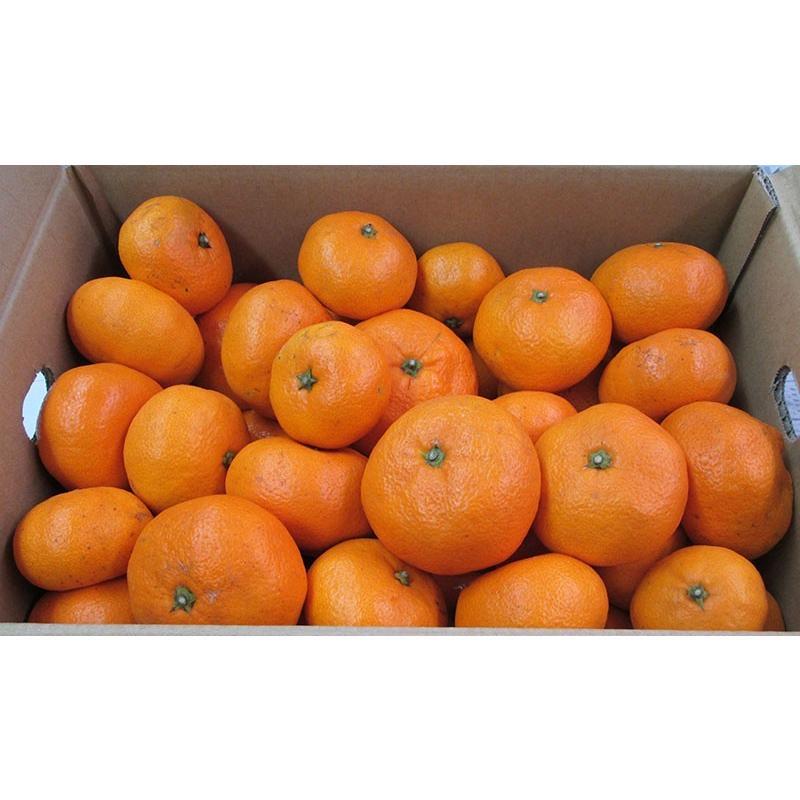 有機みかん・青島みかん５ｋｇ　神奈川県産オーガニックみかん【秀品・送料無料・数量限定品】ネオニコフリー | オーガニック | 02