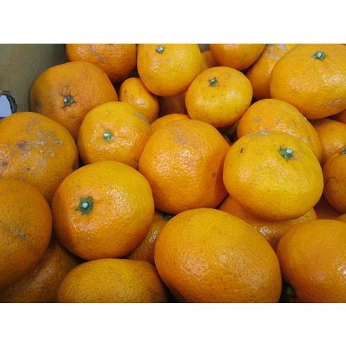 有機みかん・青島みかん５ｋｇ神奈川県産【オーガニック・優品・家庭用・送料無料・数量限定品】 | オーガニック | 05