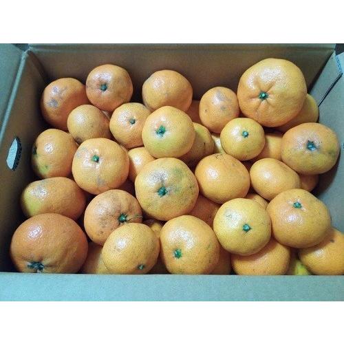 有機みかん　神奈川県産　温州みかん５ｋｇ　優品　家庭用　送料無料　数量限定品　ネオニコフリー | オーガニック | 02