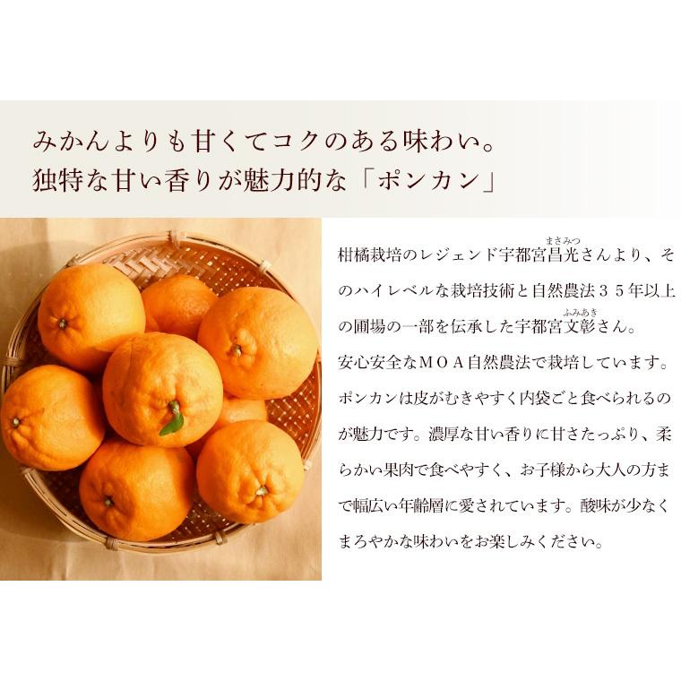 愛媛県産ポンカン５ｋｇ・自然農法栽培歴！栽培期間中農薬・化学肥料不使用【送料無料】 |  | 01