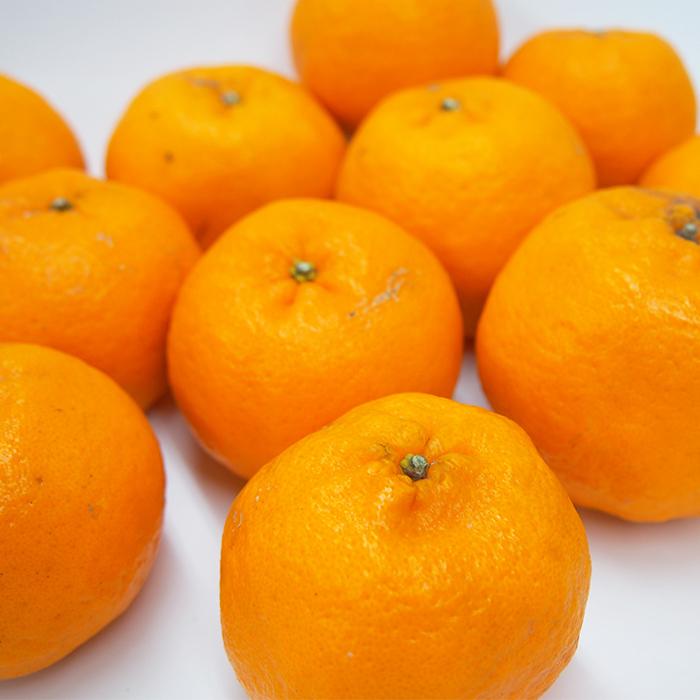 愛媛県産ポンカン５ｋｇ・自然農法栽培歴！栽培期間中農薬・化学肥料不使用【送料無料】 |  | 03