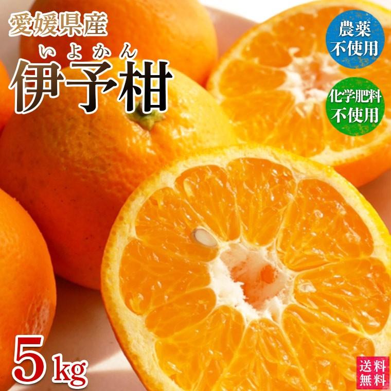 愛媛県産いよかん・伊予柑５ｋｇ・自然農法！栽培期間中農薬・化学肥料不使用【送料無料】 | 