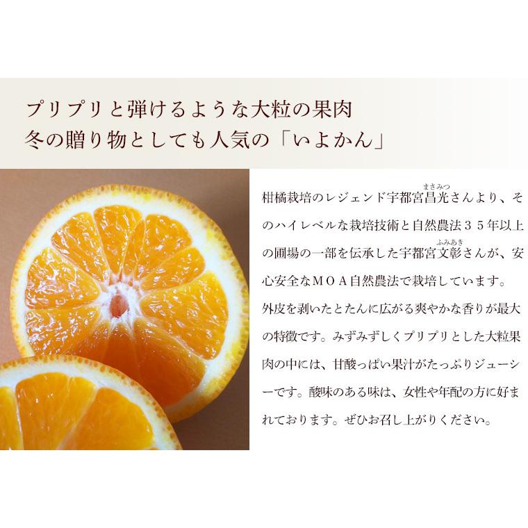 愛媛県産いよかん・伊予柑５ｋｇ・自然農法！栽培期間中農薬・化学肥料不使用【送料無料】 |  | 01