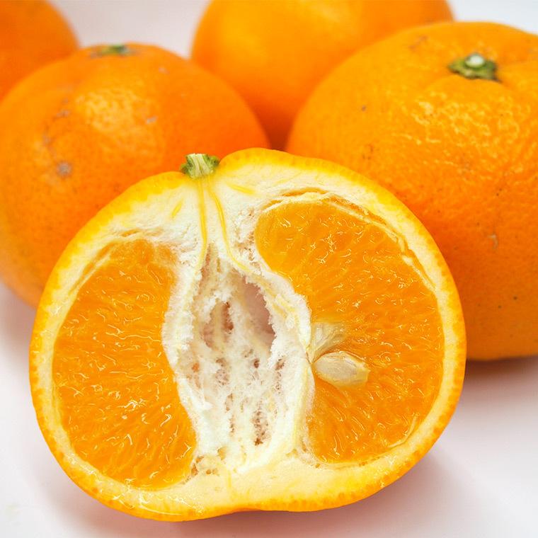 愛媛県産いよかん・伊予柑５ｋｇ・自然農法！栽培期間中農薬・化学肥料不使用【送料無料】 |  | 04