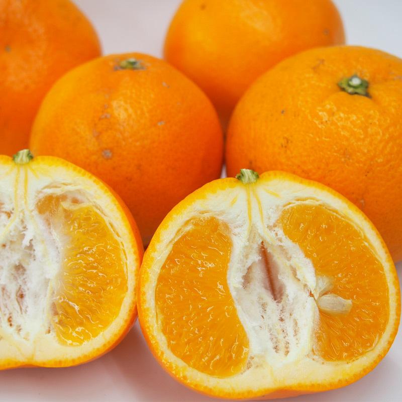 愛媛県産いよかん・伊予柑５ｋｇ・自然農法！栽培期間中農薬・化学肥料不使用【送料無料】 |  | 05