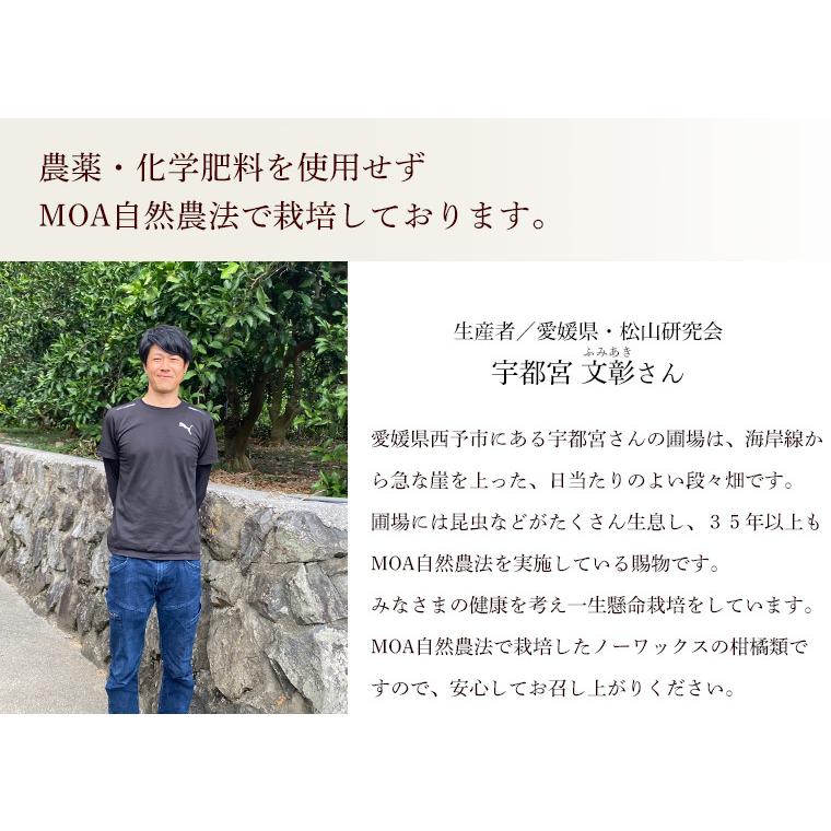 愛媛県産いよかん伊予柑１０ｋｇ・自然農法！栽培期間中農薬・化学肥料不使用【送料無料】 |  | 02