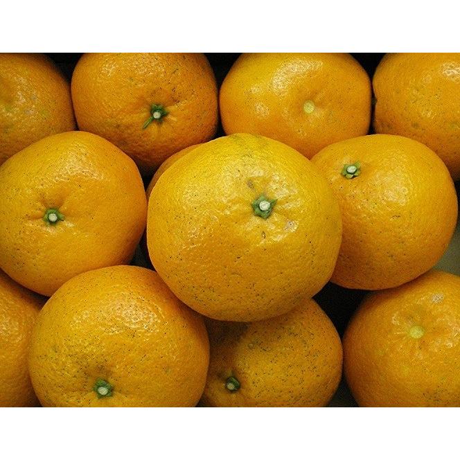 愛媛県産いよかん伊予柑１０ｋｇ・自然農法！栽培期間中農薬・化学肥料不使用【送料無料】 |  | 06