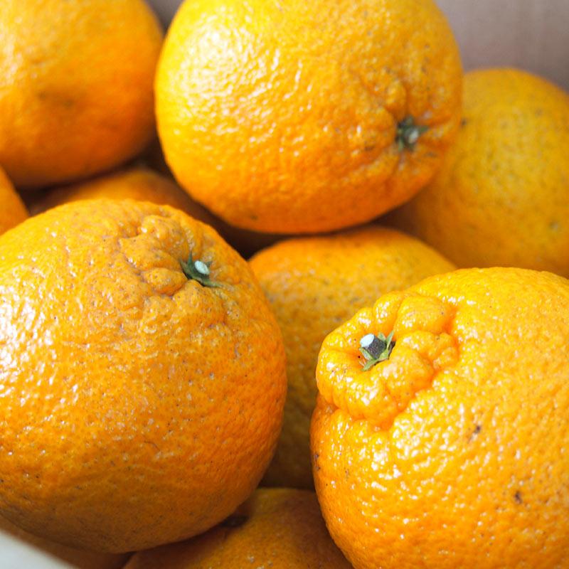 熊本県産　不知火しらぬい（秀品）５ｋｇ【送料無料】農薬不使用・化学肥料不使用・しらぬひ |  | 04