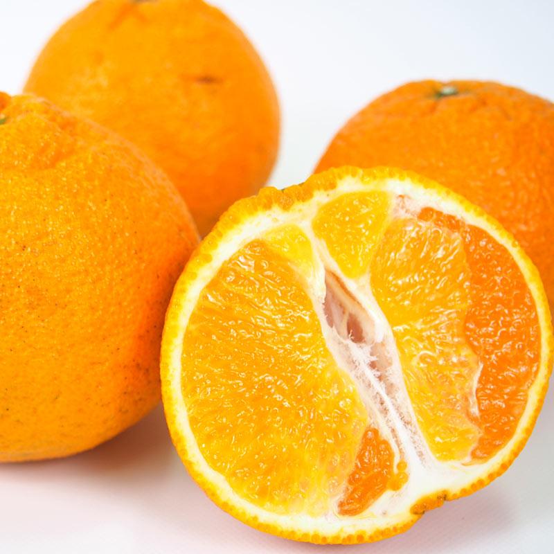 熊本県産　不知火しらぬい（秀品）５ｋｇ【送料無料】農薬不使用・化学肥料不使用・しらぬひ |  | 06