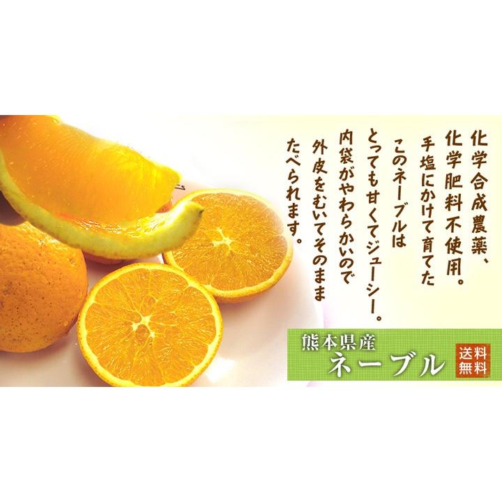熊本県産・国産ネーブルオレンジ（秀品・Ｍ〜２Ｌサイズ混合）５ｋｇ【送料無料】網田ネーブル |  | 01