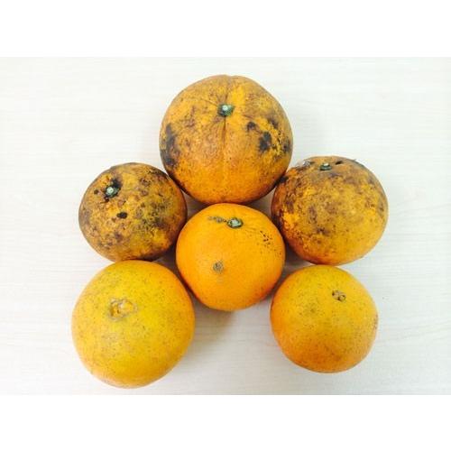 熊本県産・国産ネーブルオレンジ（訳あり品・規格外・Ｂ品・サイズ混合）１０ｋｇ【送料無料】網田ネーブル |  | 01