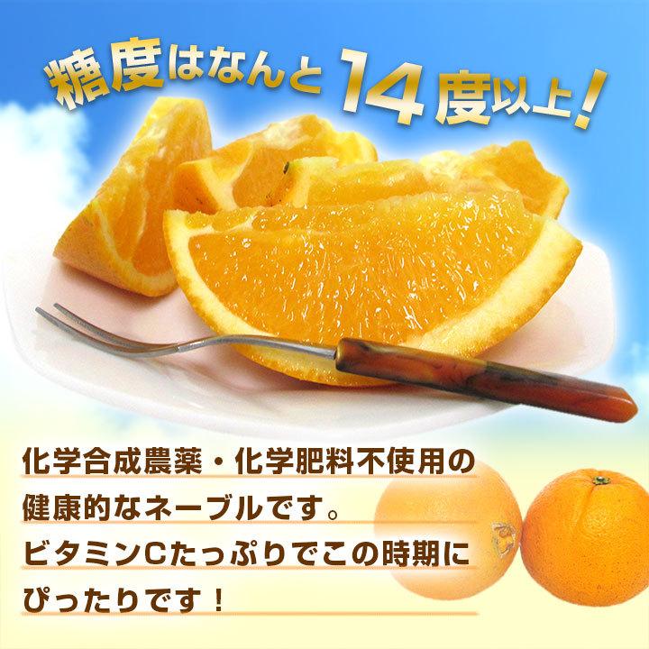 熊本県産・国産ネーブルオレンジ（訳あり品・規格外・Ｂ品・サイズ混合）１０ｋｇ【送料無料】網田ネーブル |  | 02