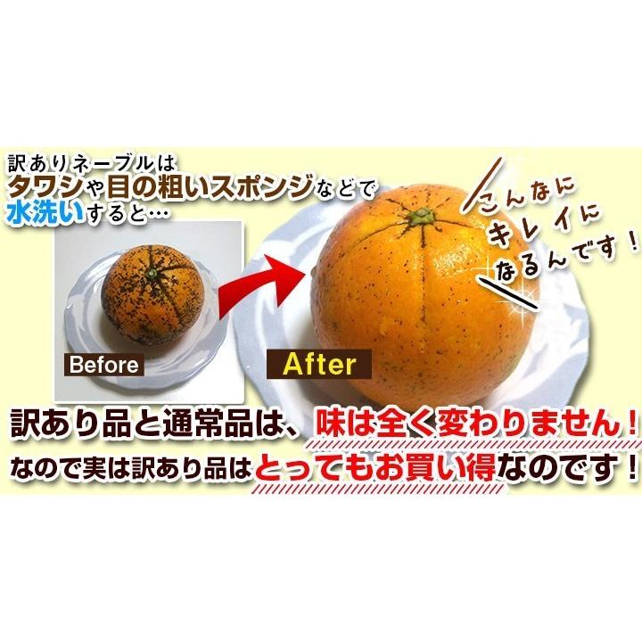 熊本県産・国産ネーブルオレンジ（訳あり品・規格外・Ｂ品・サイズ混合）１０ｋｇ【送料無料】網田ネーブル |  | 06