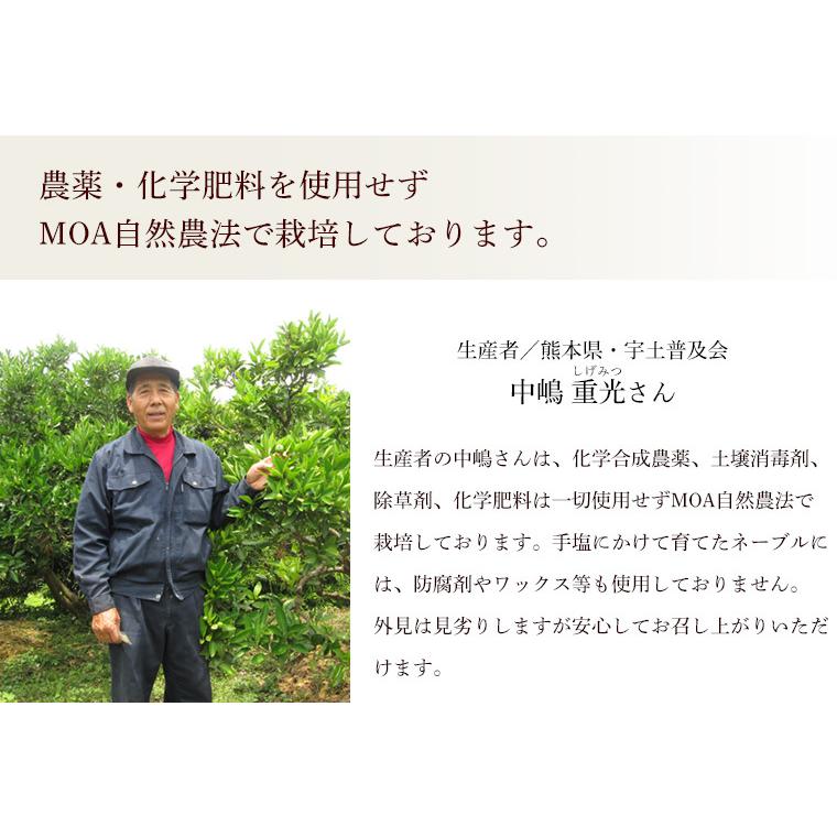 熊本県産・国産ネーブルオレンジ（訳あり品・規格外・Ｂ品・サイズ混合）１０ｋｇ【送料無料】網田ネーブル |  | 07