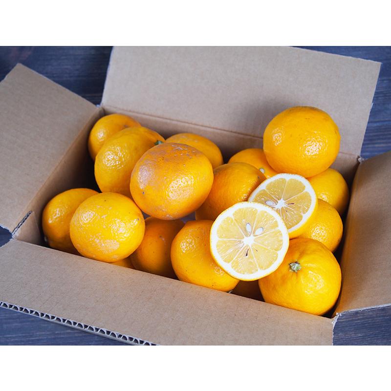 神奈川県産　有機ＪＡＳ認定　マイヤーレモン（レモンライム）３ｋｇ【送料無料】自然園いしわた農場・小田原・湘南プライム・オーガニック・Organic | オーガニック | 05