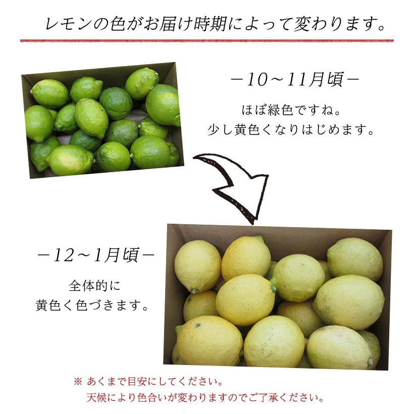 自然農法レモン５ｋｇ・愛媛産・国産・Ａ品　送料無料 |  | 01