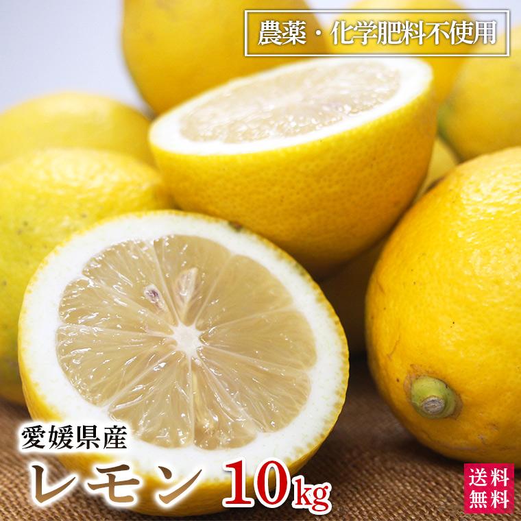 レモン１０ｋｇ　愛媛産　Ａ品・サイズ混合　国産　栽培期間中農薬・化学肥料・除草剤・防腐剤不使用　ノーワックス　送料無料 | 