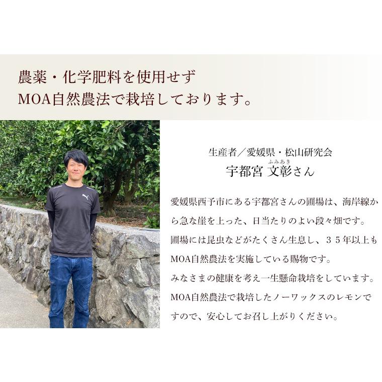 レモン１０ｋｇ　愛媛産　Ａ品・サイズ混合　国産　栽培期間中農薬・化学肥料・除草剤・防腐剤不使用　ノーワックス　送料無料 |  | 02
