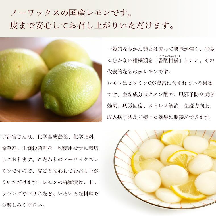 レモン１０ｋｇ　愛媛産　Ａ品・サイズ混合　国産　栽培期間中農薬・化学肥料・除草剤・防腐剤不使用　ノーワックス　送料無料 |  | 03