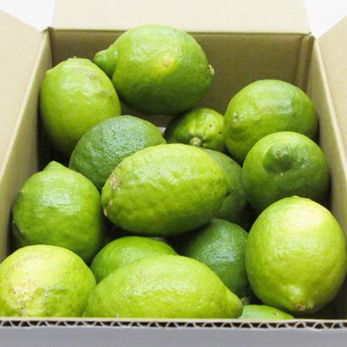 レモン１０ｋｇ　愛媛産　Ａ品・サイズ混合　国産　栽培期間中農薬・化学肥料・除草剤・防腐剤不使用　ノーワックス　送料無料 |  | 07