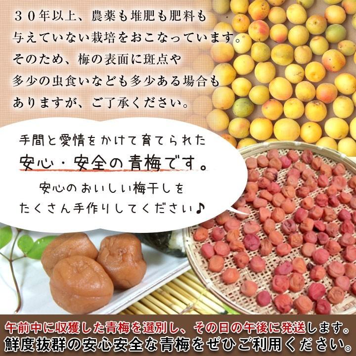 有機青梅・生梅５ｋｇ【梅干し用・群馬県産】オーガニック有機栽培【送料無料】クール便｜moa｜04