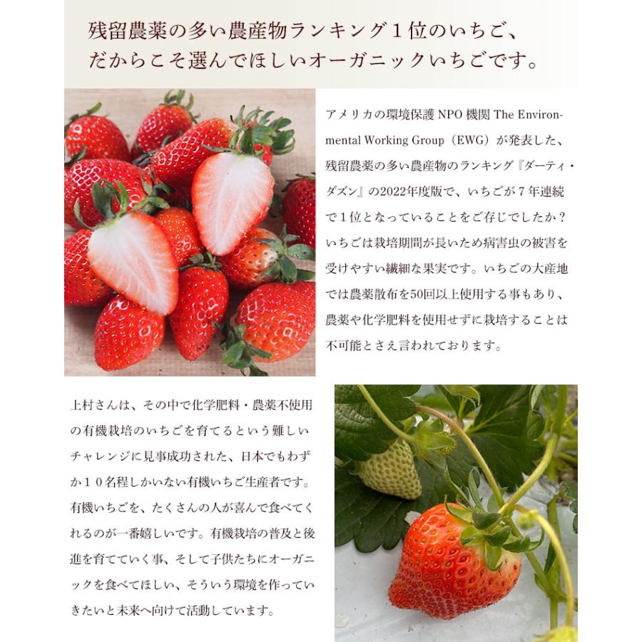 京都府産　オーガニック　有機いちご　１ｋｇ【秀品】有機JAS・京都八幡産イチゴ【送料無料】＜クール冷蔵便＞ | オーガニック | 02