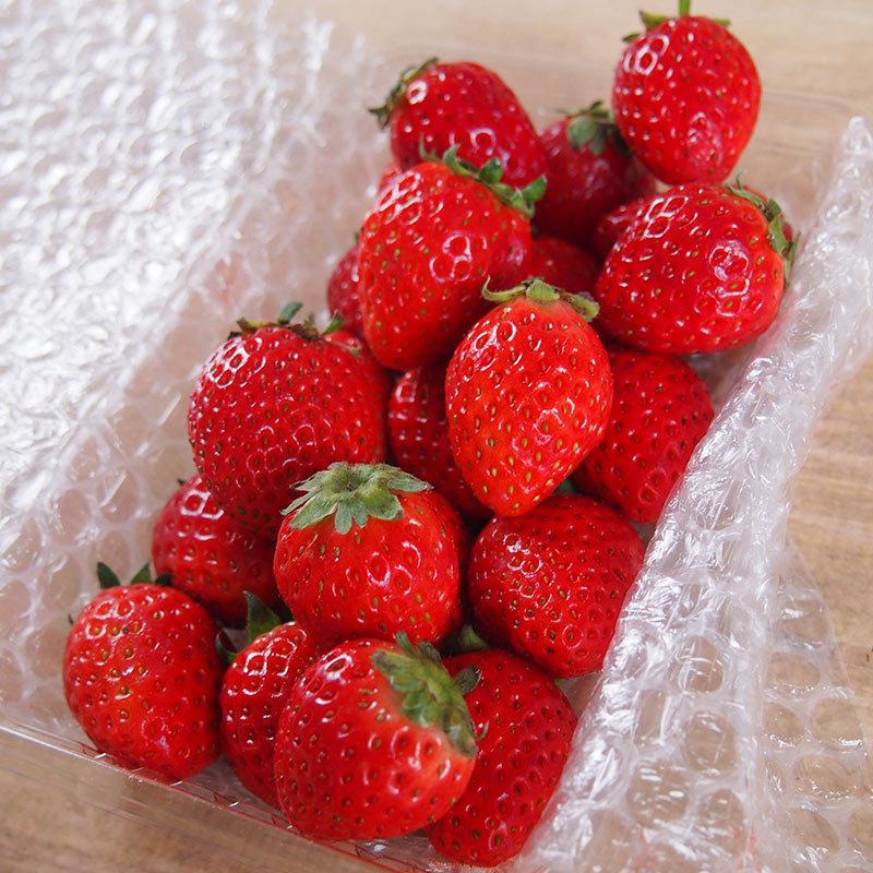 京都府産　オーガニック　有機いちご　１ｋｇ【秀品】有機JAS・京都八幡産イチゴ【送料無料】＜クール冷蔵便＞ | オーガニック | 06