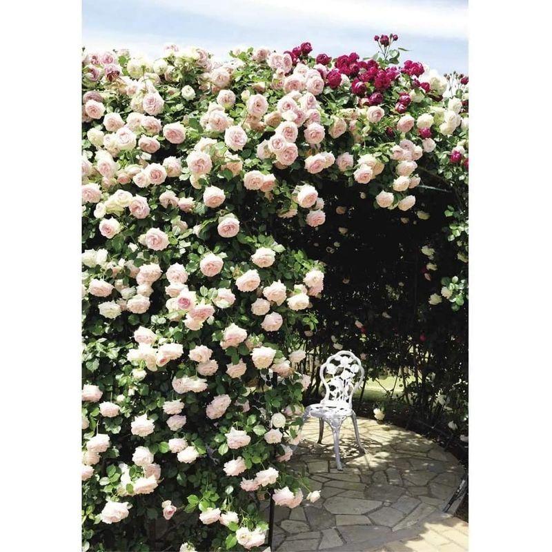 鉄製パーゴラ アイアン バラアーチ 果樹・くだもの棚 幅180奥行180高さ216cm PK-01 アイアン バラアーチ 果樹 くだもの棚 幅180奥行180高さ216cm PK 　