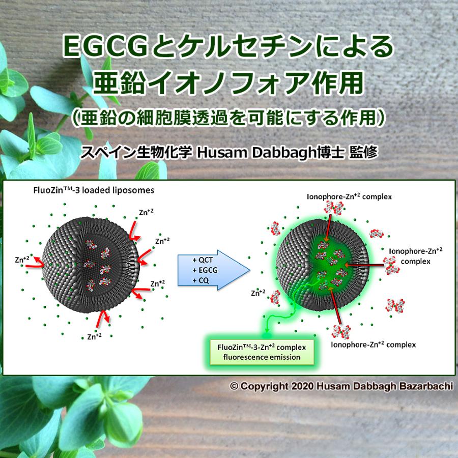 【初回限定/ワケアリ/数量限定】亜鉛イオノフォアサプリメント（栄養機能食品）Dabbagh博士監修／EGCG・ケルセチン配糖体＋ルチン／国内製造／メール便｜moanaherbs｜06