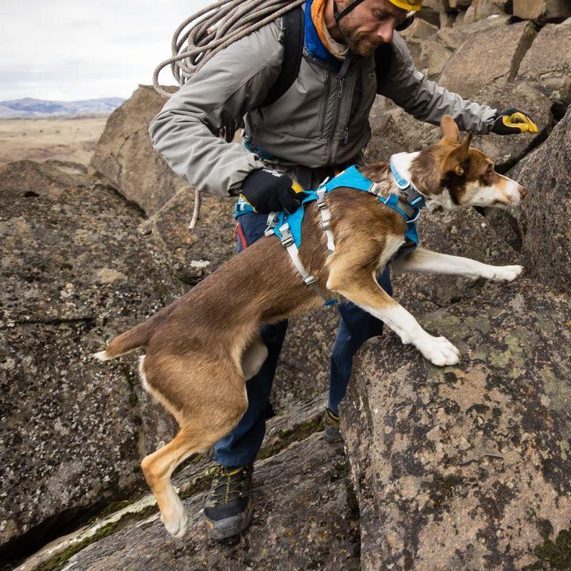 ラフウェア フラッグライン ハーネス 　LCNGN　L/XL ハイ＆ライトハーネス 【ラフウェア RuffWear】