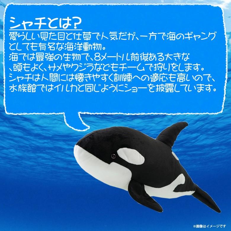 ぬいぐるみ シャチ クジラ くじら Sm111 0806 100 1 Sea 海に暮らす生き物たち 哺乳類 魚 Sサイズ 太洋産業貿易 宅配便配送 M モバイルランド 通販 Yahoo ショッピング