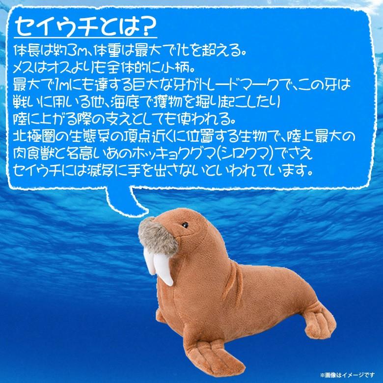 ぬいぐるみ セイウチ Sm4 1629 100 1 Sea 海に暮らす生き物たち 哺乳類 魚 Sサイズ 太洋産業貿易 宅配便配送 M モバイルランド 通販 Yahoo ショッピング