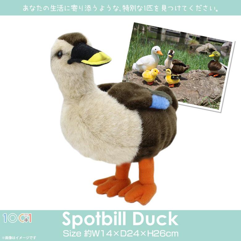 ぬいぐるみ 鳥 カルガモ かるがも SM246 2046 100+1 SKY ぬいぐるみ 鳥 カルガモ かるがも SM246 2046 100+1 SKY