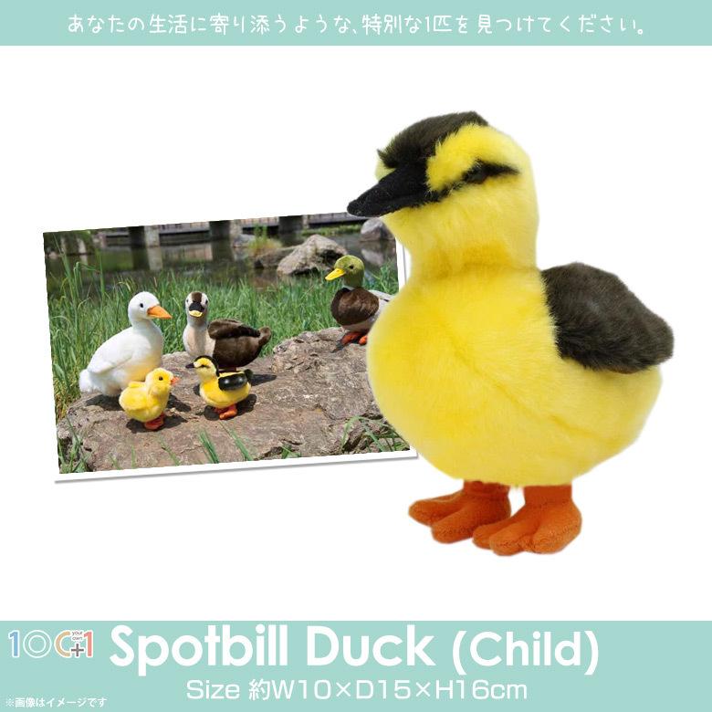 ぬいぐるみ カルガモ かるがも 子ども 鳥 SM248 2060 100+1 SKY ぬいぐるみ カルガモ かるがも 子ども 鳥 SM248 2060 100+1 SKY