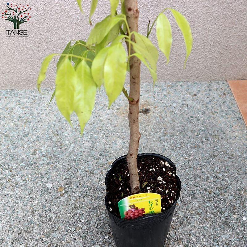 出産祝いなども豊富 ライチ苗木 すずなり黒葉ライチ コクヨウライチ 果樹苗 とり木苗 4 5号ポット 1鉢ポット苗なので年中 大き目の植木鉢などに植付け可能根の 植木鉢 Www Adeed Com