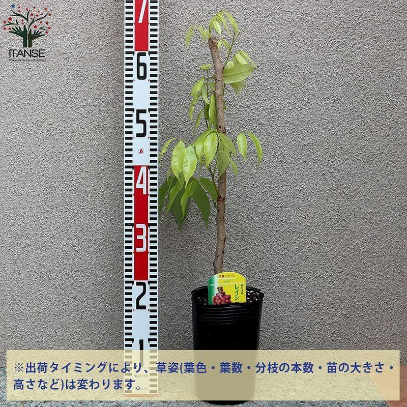 出産祝いなども豊富 ライチ苗木 すずなり黒葉ライチ コクヨウライチ 果樹苗 とり木苗 4 5号ポット 1鉢ポット苗なので年中 大き目の植木鉢などに植付け可能根の 植木鉢 Www Adeed Com