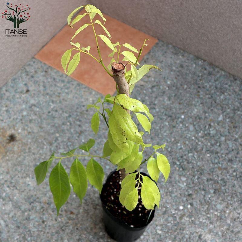 出産祝いなども豊富 ライチ苗木 すずなり黒葉ライチ コクヨウライチ 果樹苗 とり木苗 4 5号ポット 1鉢ポット苗なので年中 大き目の植木鉢などに植付け可能根の 植木鉢 Www Adeed Com