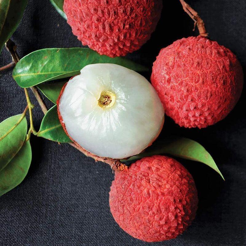 出産祝いなども豊富 ライチ苗木 すずなり黒葉ライチ コクヨウライチ 果樹苗 とり木苗 4 5号ポット 1鉢ポット苗なので年中 大き目の植木鉢などに植付け可能根の 植木鉢 Www Adeed Com