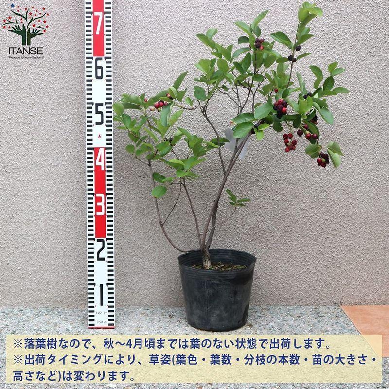 TRUSCO(トラスコ) アプライトバイス 150mm RV-150N バイス、クランプ TRUSCO トラスコ アプライトバイス 150mm RV-150N