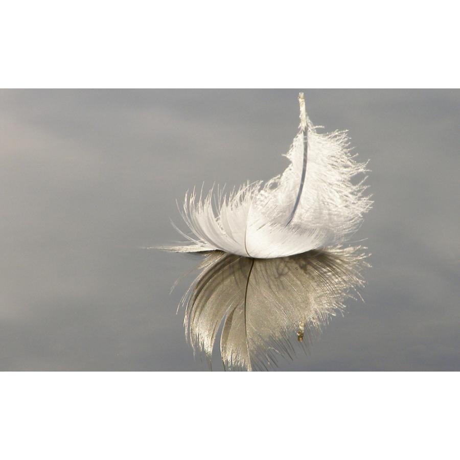 ベリーニ30【フォンタナ】 |  | 04