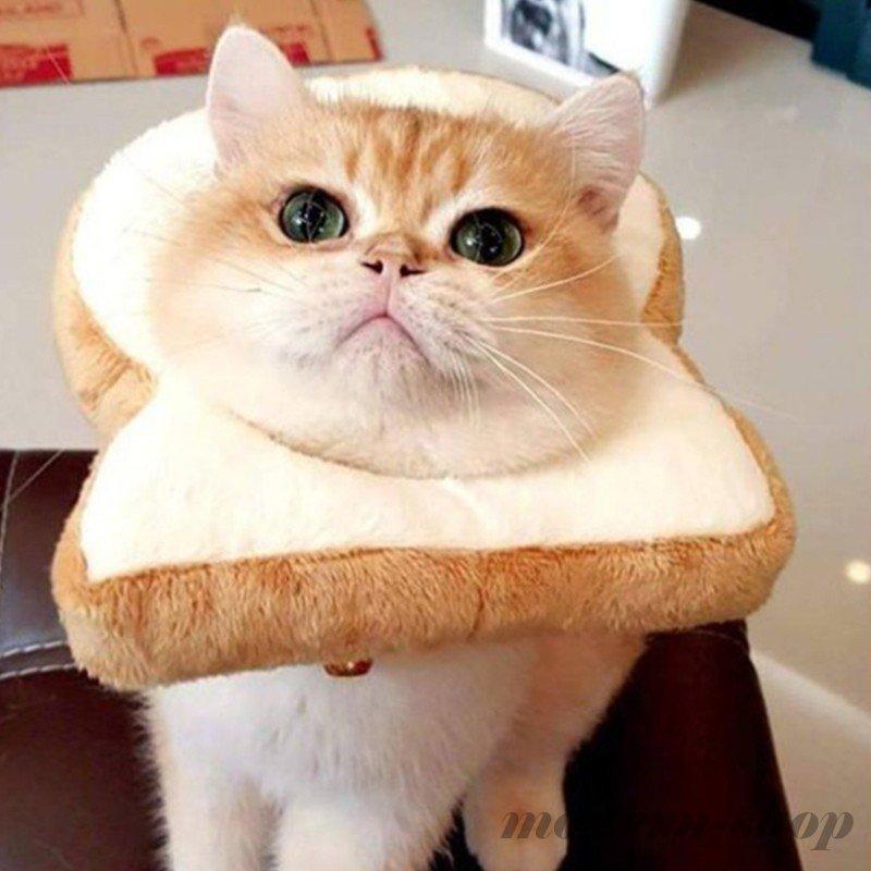 犬猫用帽子 猫 かぶりもの パン トーストブレッド 猫用 犬用 ペット用帽子 猫被り物 ペット用 猫用帽子 可愛さ100倍 ネコ キャットウェア着脱簡単 Ghsxh12 Ls0253 モダンショップ 通販 Yahoo ショッピング