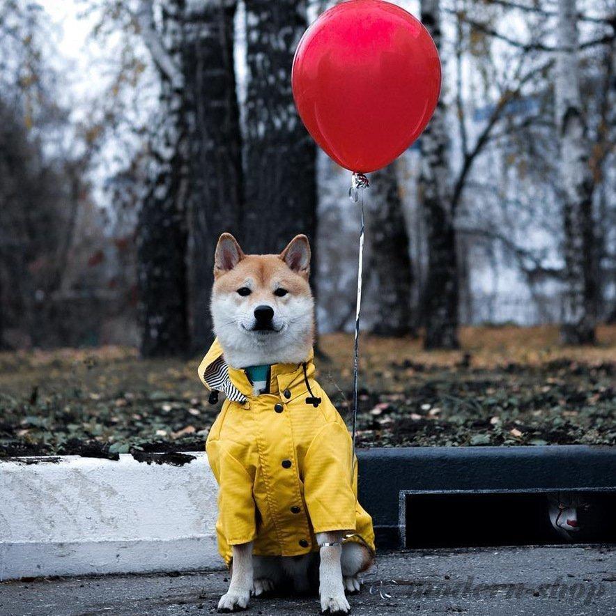 犬用レインコート 快適 犬服 カッパ 犬の服 いい素材 レインコート ペットレインコート カッパ 犬用合羽 小型犬 中型犬 大型犬 帽子付 通気 防水 耐久性 快適 Ghsxh13 Jszg 230 モダンショップ 通販 Yahoo ショッピング